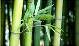 Bamboo Pulp