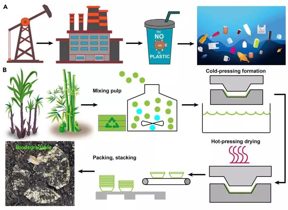 biodegradable tableware