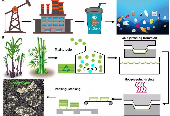 Bamboo fiber + bagasse, creating perfect biodegradable tableware